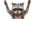 Raccoon rocket studio