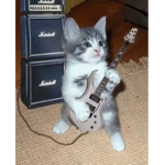 loser cats