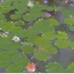 ~Dᴀɴɪᴇʟ’ s Cʟᴏsᴇᴛ~