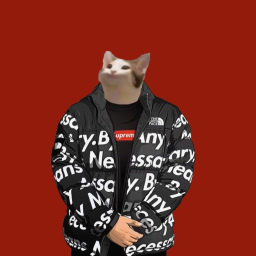 Flexing cats. Store