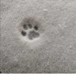 pawmark