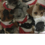 The doggie of doom official group