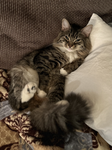 Micah Cat fantasy