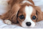Pawsitive Pups