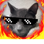 Volcano Cat Crew