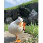 Silly Duck fan club
