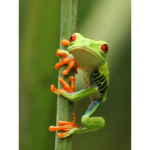 TheTrueFrogs