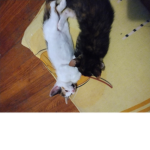 MeowCorridorMaster