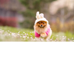 Puppies are amazing!