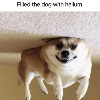 helium dog