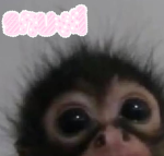 snuwi