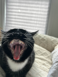 Tuxedo Cat UGC