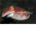 CUTTLE FISH