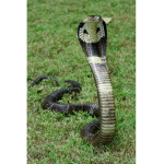 Snakes United Group