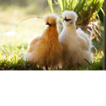 Chicken Acknowledgers :O