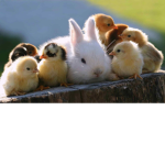 Crazy Cute Wildlife