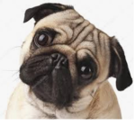 “Special Pugs”