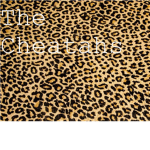 The Cheatahs