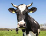 cowy fan club