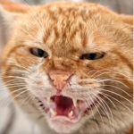 A group that gives free waffles