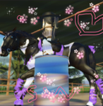 +<western rider academy>+