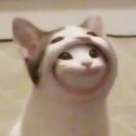 pop cat gang (only)