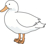 silly_ducky