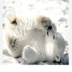 polar bear nation