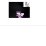 Rainbow gang team