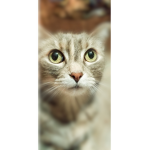 Danya show