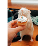 Iggs Lil Rats
