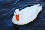 patos sao legais