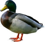 Aesthetic Duck People