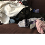 Helo cats