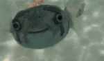 fish bob