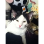 Me-Meows(my cats)fan club!