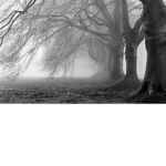 The Forgotten Spirits