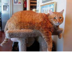 fat cat named za