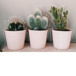 ~ Cactus squad for life ~