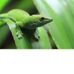 Lizard Shop