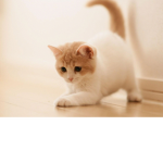 Ultra cAt FaNS