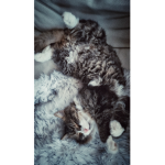 old cat lady!