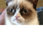 The cat!!