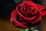 Roses <3 <3