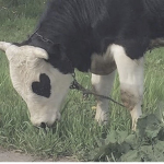 Cow Caring People