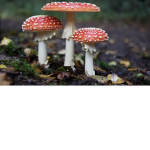 Mushroom Buds!