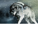 roaming wolves