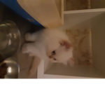 Windows group (CAT)