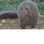 aparigus