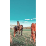 Caye y Mule